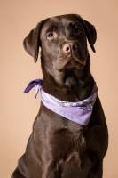 Vanessa BUISSON - Regard de toi